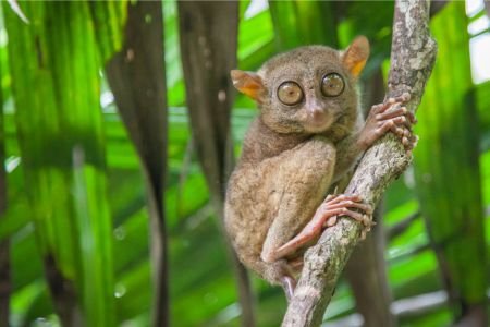 Retiring in the Philippines: Philippine tarsier in tropical forest